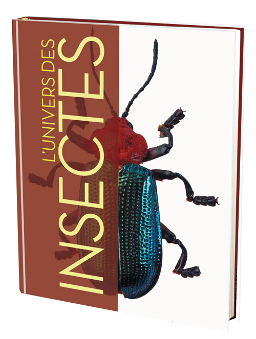 Insectes